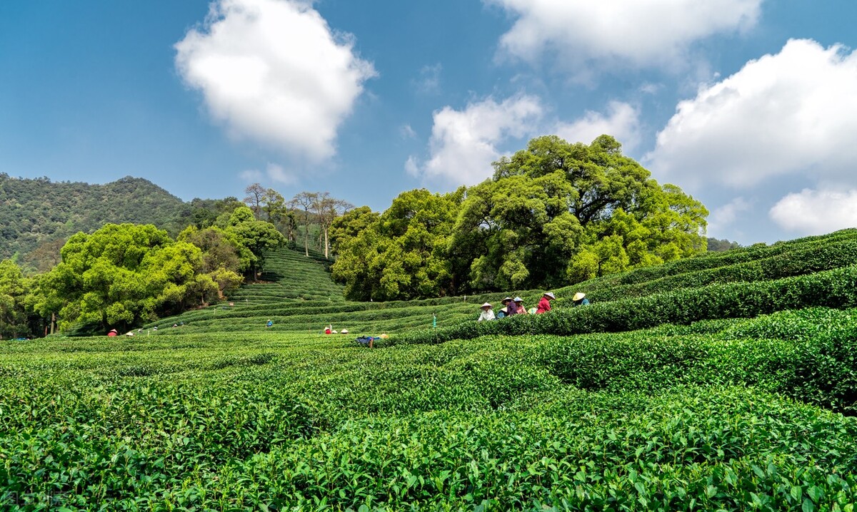 茶園采茶葉 - 2020年最新商品信息聚合與茶葉種植全攻略