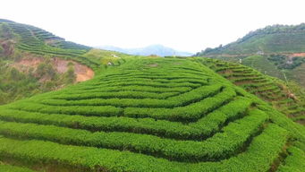 厲害了！河源茶葉年產值10億元，這9種茶葉最受歡迎