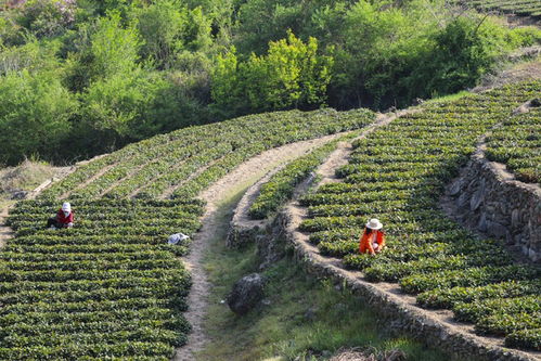山東青島茶葉豐收季 茶農采摘忙，綠意滿山崗