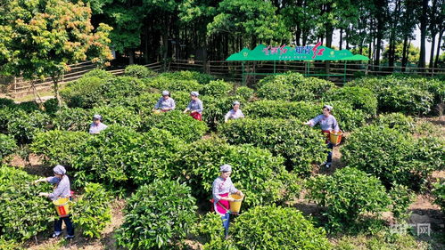 廣東廣州 以茶為媒，老茶山煥發新活力