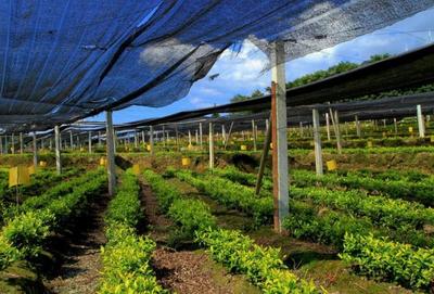 茶葉種植致富路，施肥要點一站全掌握