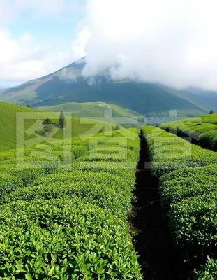 中國茶區與茶葉種植 從地理分布到栽培實踐