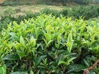 云霧深處茶飄香——外堂自然村茶葉種植紀實