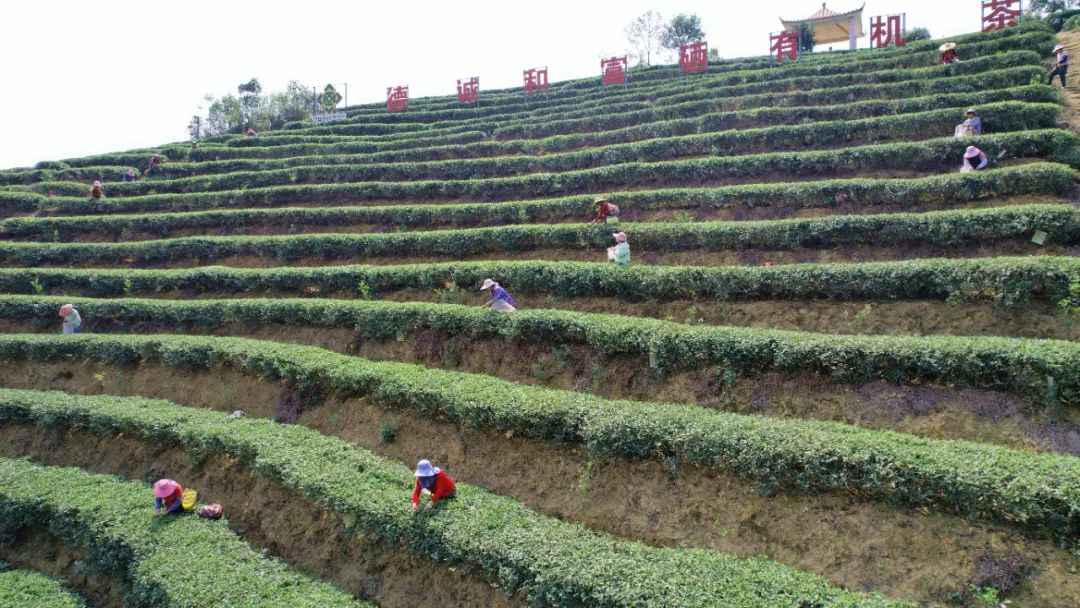 清明時節采茶忙，春意盈盈茶飄香——探訪港南區木格北一茶廠茶葉種植