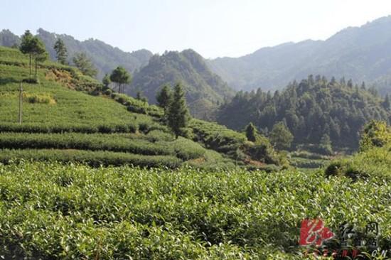 吉首新春種茶全面鋪開 計劃種植5000畝助推茶產業騰飛