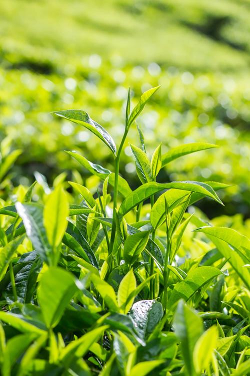 金馬倫高原 馬來西亞茶葉種植與茶文化的綠色瑰寶