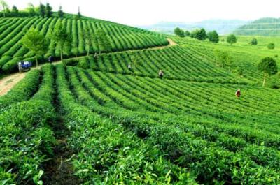 茶葉種植一畝收入與五十畝利潤全面解析 前景與收益測算