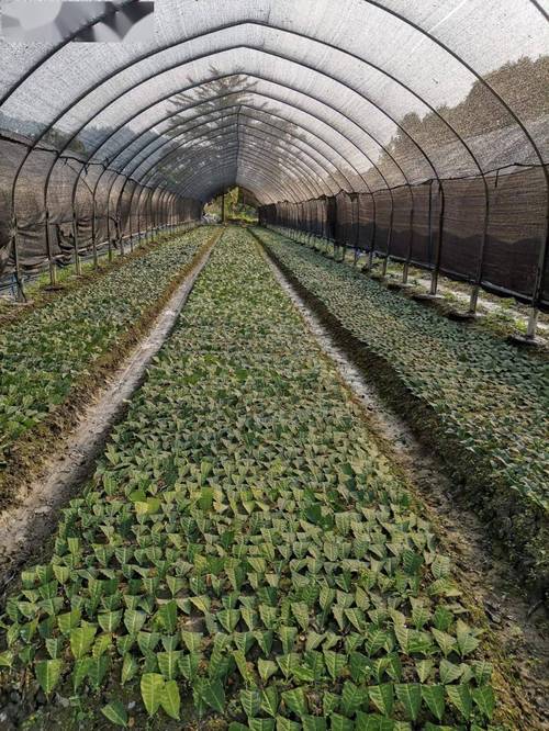 新興太平 黃金茶苗育“黃金”，茶葉種植鋪就致富路