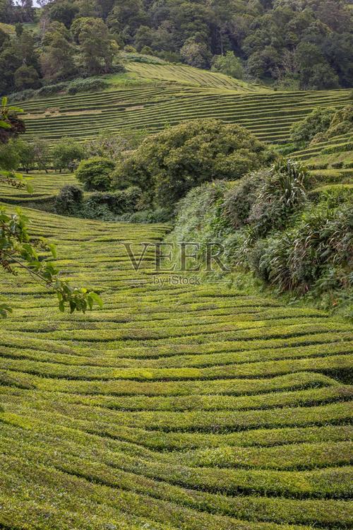 翠浪連天 亞速爾群島的茶葉種植攝影紀(jì)行