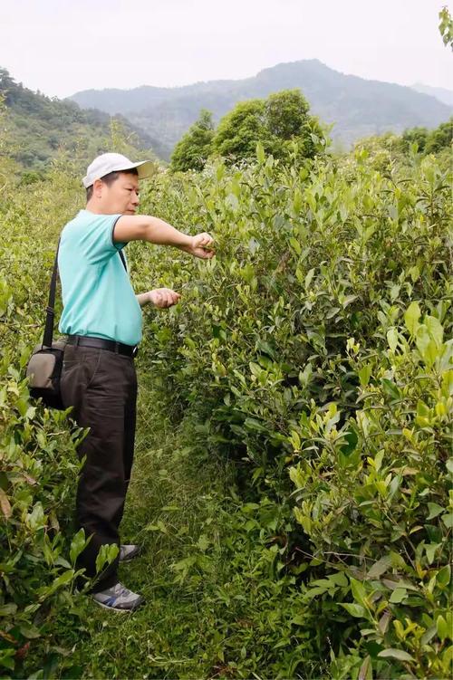 茶香氤氳富春山——杭州富陽龍井茶葉種植基地的綠色發(fā)展之路