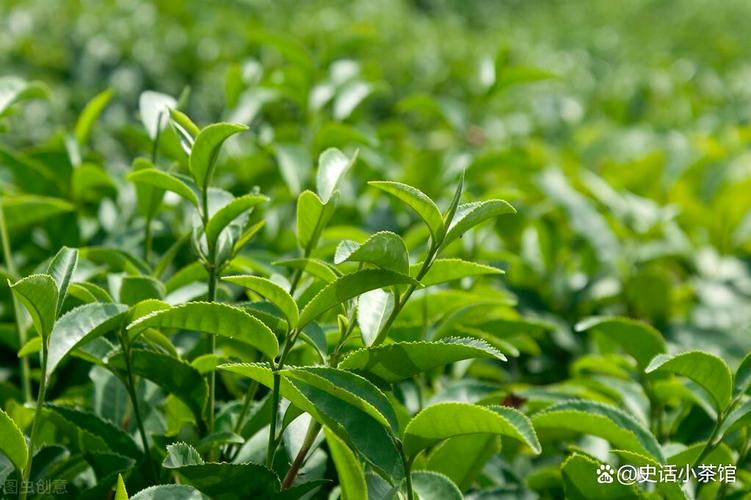 茶葉優(yōu)質(zhì)種植管理技術(shù) 全面提升茶葉產(chǎn)量與品質(zhì)的關(guān)鍵措施