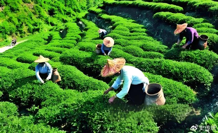 中國茶葉種植與加工行業(yè)投資策略建議 聚焦種植端