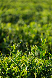 茶葉在種植園里的陽光梁 茶葉種植與光照管理