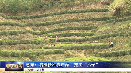 惠東 培植多種農(nóng)產(chǎn)品充實(shí)“六子”，茶葉種植成增收新亮點(diǎn)