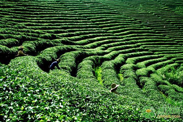 茶葉種植的市場前景與經(jīng)濟(jì)效益深度分析