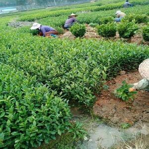 茶葉苗批發(fā)與茶葉種植全指南 從選苗到豐收