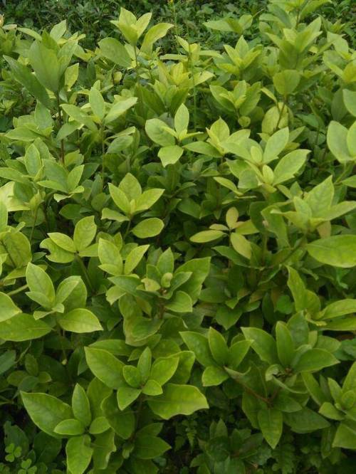 雅安市名山區(qū)超眾苗木種植農(nóng)民專業(yè)合作社茶葉種植服務(wù)介紹