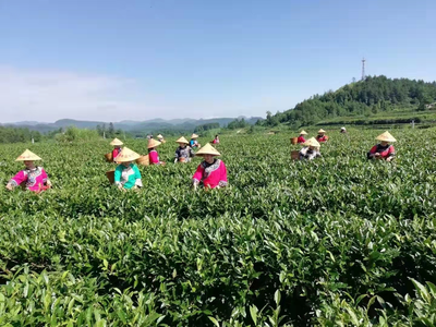 綠色黃金濟(jì)滄海 黃金茶香飄世界——2021湖南茶葉鄉(xiāng)村振興“十大重點(diǎn)縣”花垣縣茶葉種植紀(jì)實(shí)