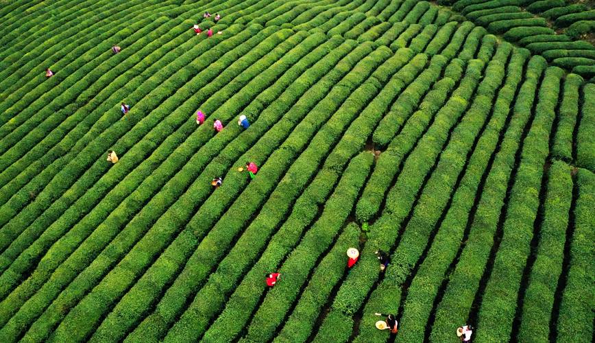 岑鞏 茶園添新綠 春茶采摘忙——一片葉子帶富一方百姓