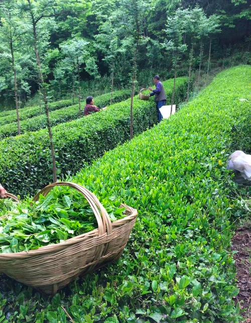茶山云海間，那一抹嫩綠的希望——茶葉種植的山水贊歌