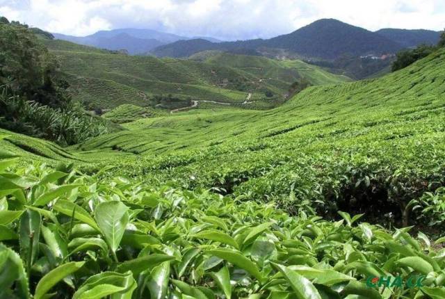 我國最北的茶葉種植區(qū)域在哪里？看完就懂了！