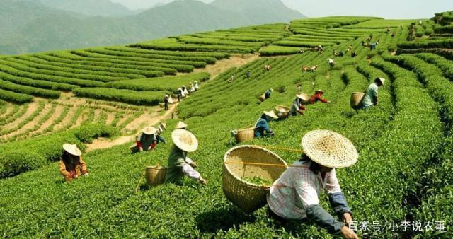 茶葉種植與剪枝指南 從栽培到修剪的實(shí)用技術(shù)